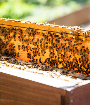 Detail of honeybees in their hive