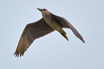 Black-crowned Night Heron