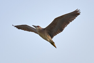 Black-crowned Night Heron