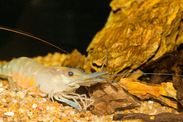 Live river shrimp Lives along the canal