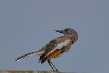 Oriental Magpie Robin