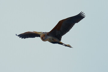 Purple Heron isolated on sky