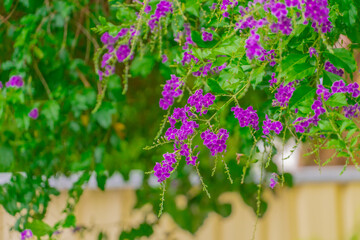 flowers on a wooden background