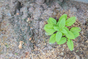 Basil is growing in the garden.