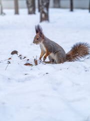 Squirrel hides nuts in the white snow