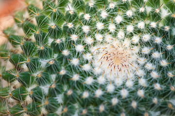 Obraz premium Closeup image pattern of cactus (echinocactus grusonii)