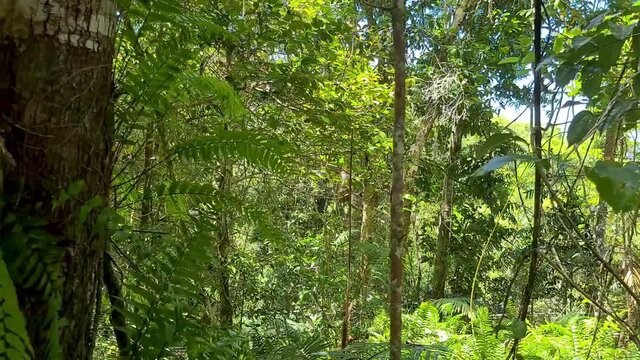 Travelling Rainforest Canopy On Skyrail Cableway In Queensland. Follow Shot