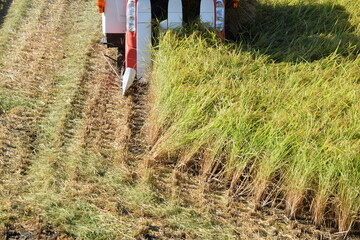 コンバインで新米の収穫作業中