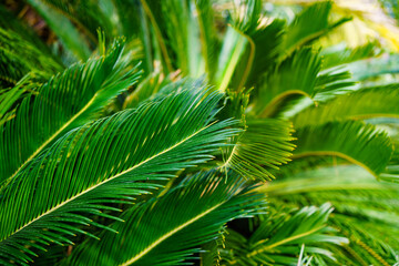 close-up of the leaves of the palm tree. background or texture of green foliage.