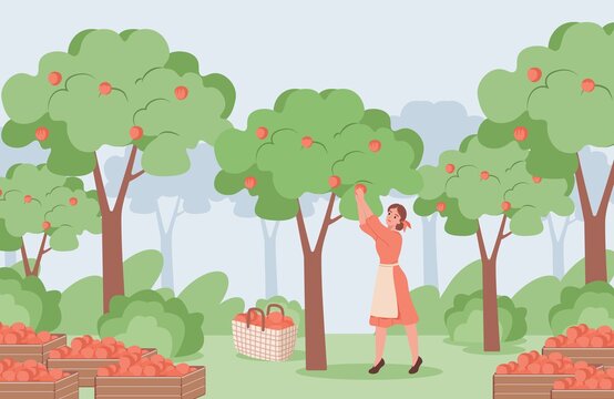 Young Woman In Red Dress And White Apron Picking Red Ripe Apples From Apple Trees Vector Flat Illustration. Apple Garden With Trees And Boxes With Apple, Summer Harvest Concept.