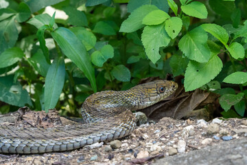 Naklejka premium ヨナグニシュウダ