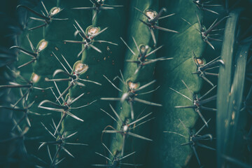 Closeup of spines on cactus, background or texture