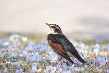 ツグミと桜