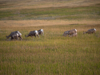 Fototapeta premium Group of Bighorn Sheep Grazing on dried grass in a prairie in Badlands National Park, South Dakota.