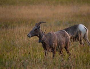 Pair of bighorn sheep with the one in the foreground wearing a tracking collar. Photographed in Badlands National Park, South Dakota.