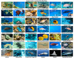 collage of underwater images. Collection of tropical fishes