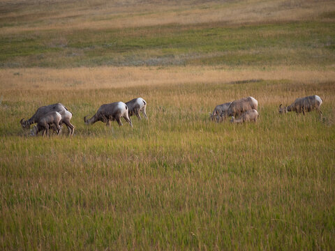 Group of Bighorn Sheep Grazing on dried grass in a prairie in Badlands National Park, South Dakota.