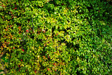 green background with foliage texture. green hedge of evergreen shrubs