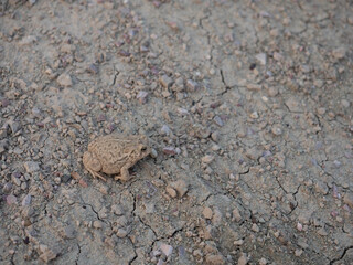 Woodhouse Toad camouflaged on the parched, cracked ground in Badlands National Park, South Dakota. 