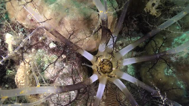 Sea cucumber feeding at night on a tropical coral reef.