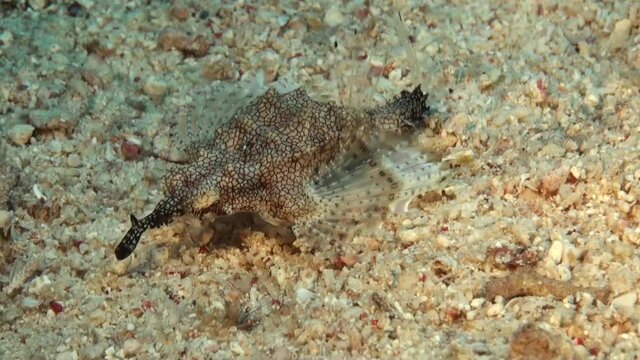 Short dragonfish walking over sandy ocean floor.