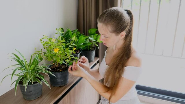 Young Woman Worried Looking at Plant, Searching Diseased Leaves, Taking Care, Growing Flowers on Shelf in Her Apartment. Home with Natural Potted Houseplants. Gardening Concept