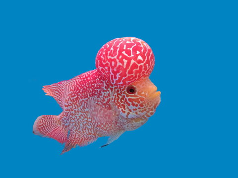 view of Flower horn cichlid (Flowerhorn cichlid) pet fish diving in fresh water glass tank isolated on blue background.