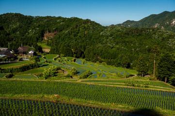 terraced rice field on Japanese farm