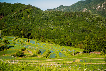 Fototapeta na wymiar terraced rice field on Japanese farm