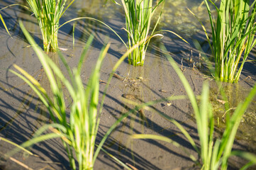 Obraz premium terraced rice field on Japanese farm
