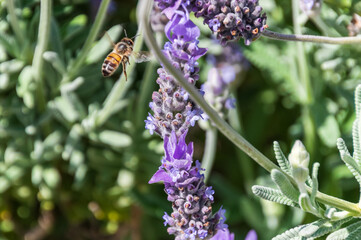 Lavendar and honey bee in the springtime