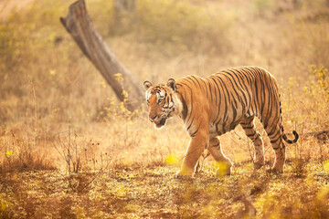 Wild tiger in the forest. Walk like a king.