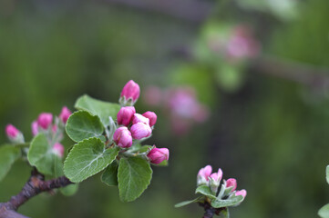 spring flower background: apple tree branch with pink buds and green leaves
