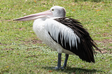 Pelican at the waterfront