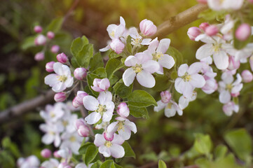 blooming apple tree. spring floral background. copy space.