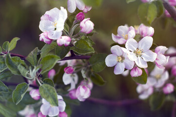 branch of apple tree with pink flowers and leaves close-up. spring floral background. spring season.