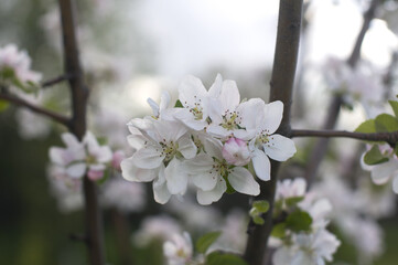 white flowers of apple tree close-up on a blurred background