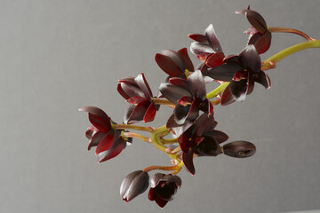Orchid Fredclarkeara After Dark