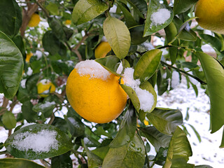 귤나무 위에 내린 흰눈, 하귤나무 위에 내린 흰눈, 하귤, Tangerine from Jeju...