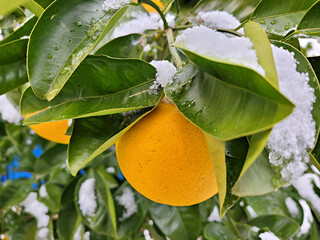 귤나무 위에 내린 흰눈, 하귤나무 위에 내린 흰눈, 하귤, Tangerine from Jeju...