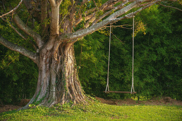 Big tree with swing on green field.