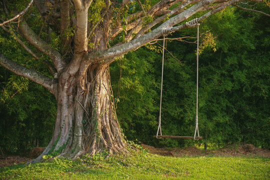 Fototapeta Big tree with swing on green field.