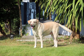 Obraz na płótnie Canvas Labrador retriever in front of house