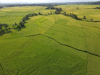 aerial view of green rice fields