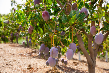 Ripe mango on a branch in the garden