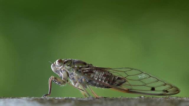 Close up video of Cicada (Purana usnani) at Singapore with Cicada sounds.