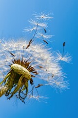 Fototapeta premium Fluffy dandelion head with flying seeds, illuminated by the sun. Selective focus