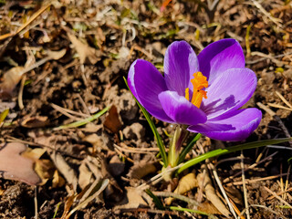 Beautiful Crocus flowers indicating the beginning of spring in the forest. sunny day and spring flowers.