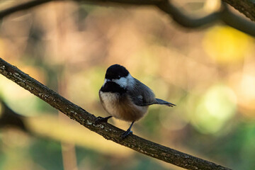 Obraz premium close up of a cute chickadee resting on the branch under the shade in the park