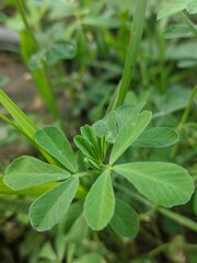 fresh herbs in the garden